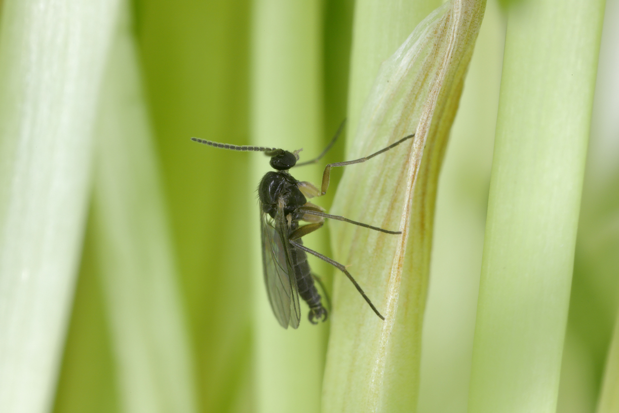 Close view of a fungus gnat on a plant.