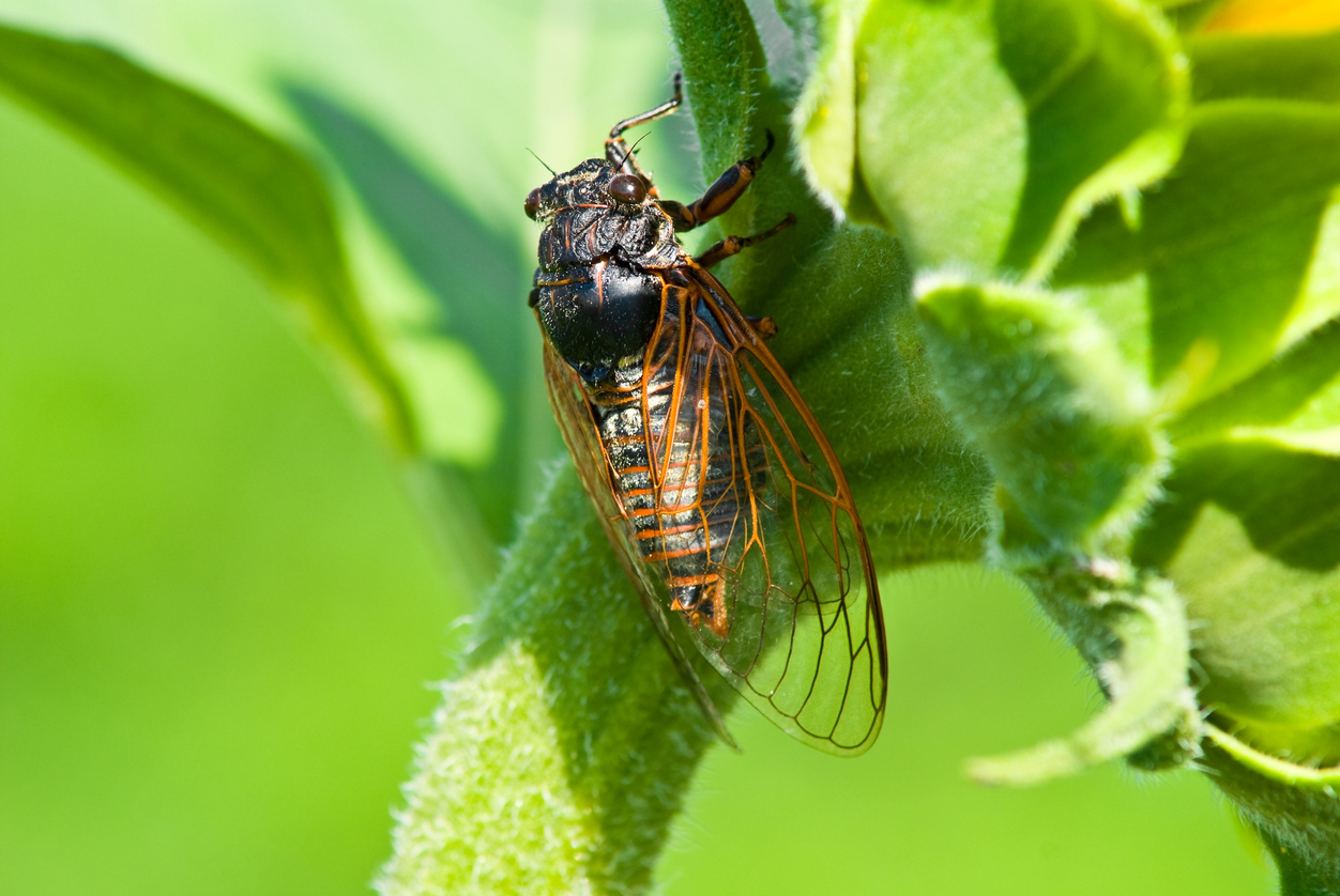 How is their post 53 years old? : r/bugs