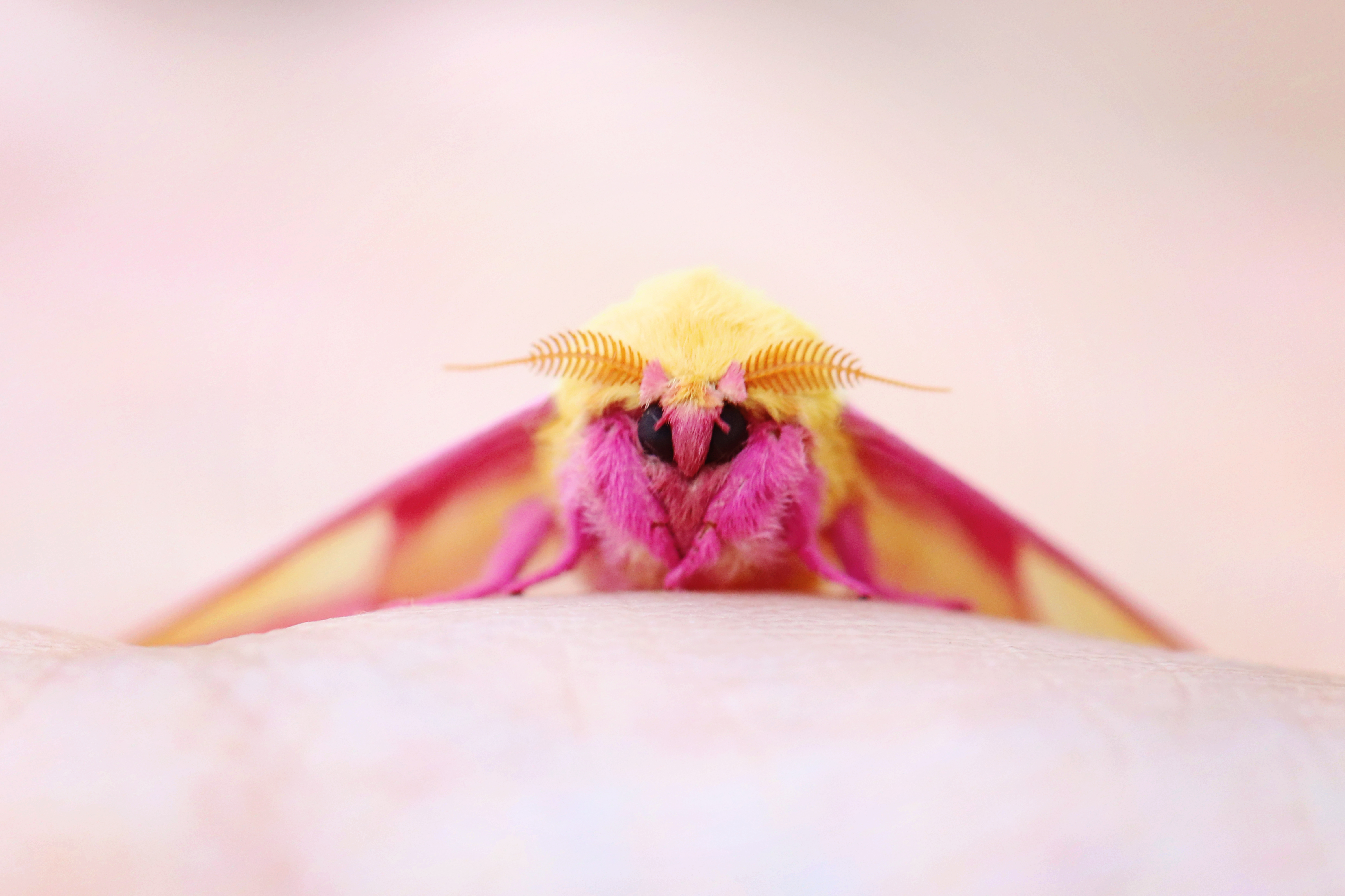 Pet bugs deals