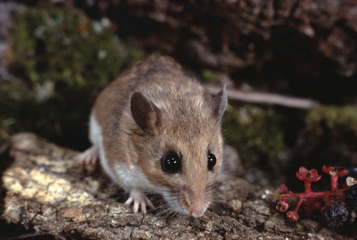 Deer Mice