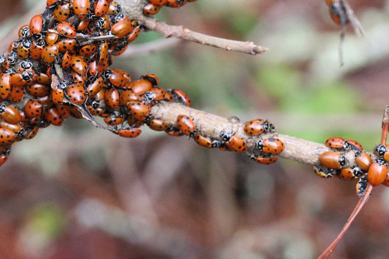 ladybug