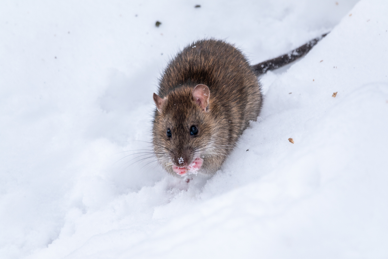 Winter rodent