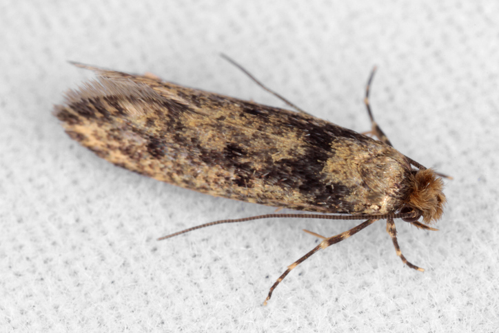 How to Get Rid of Clothes Moths and Their Larvae - The Facts