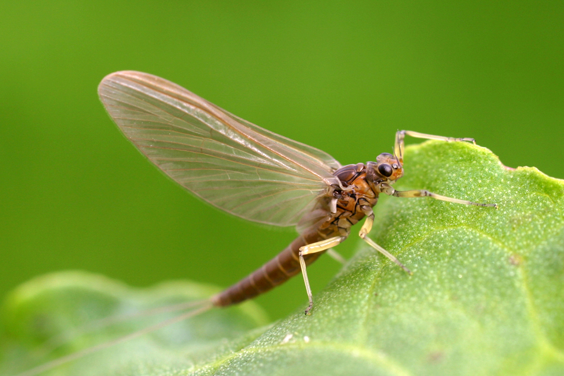 Mayflies: Where they Hatch, Why they Swarm & How Long They Live