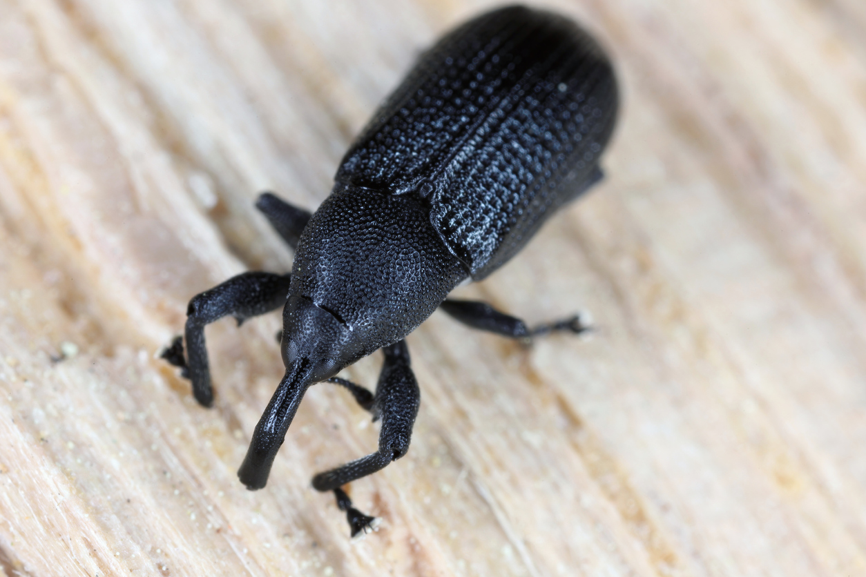 Weevils Where They Come From What They Eat and More