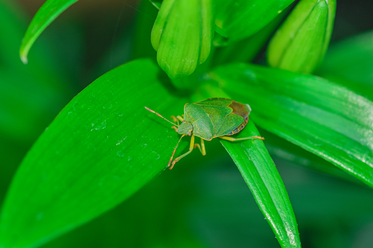 stink bug on leaf