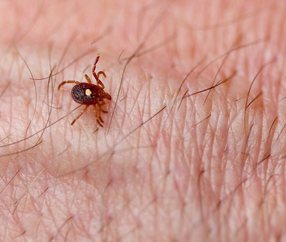 lone star tick lone star tick