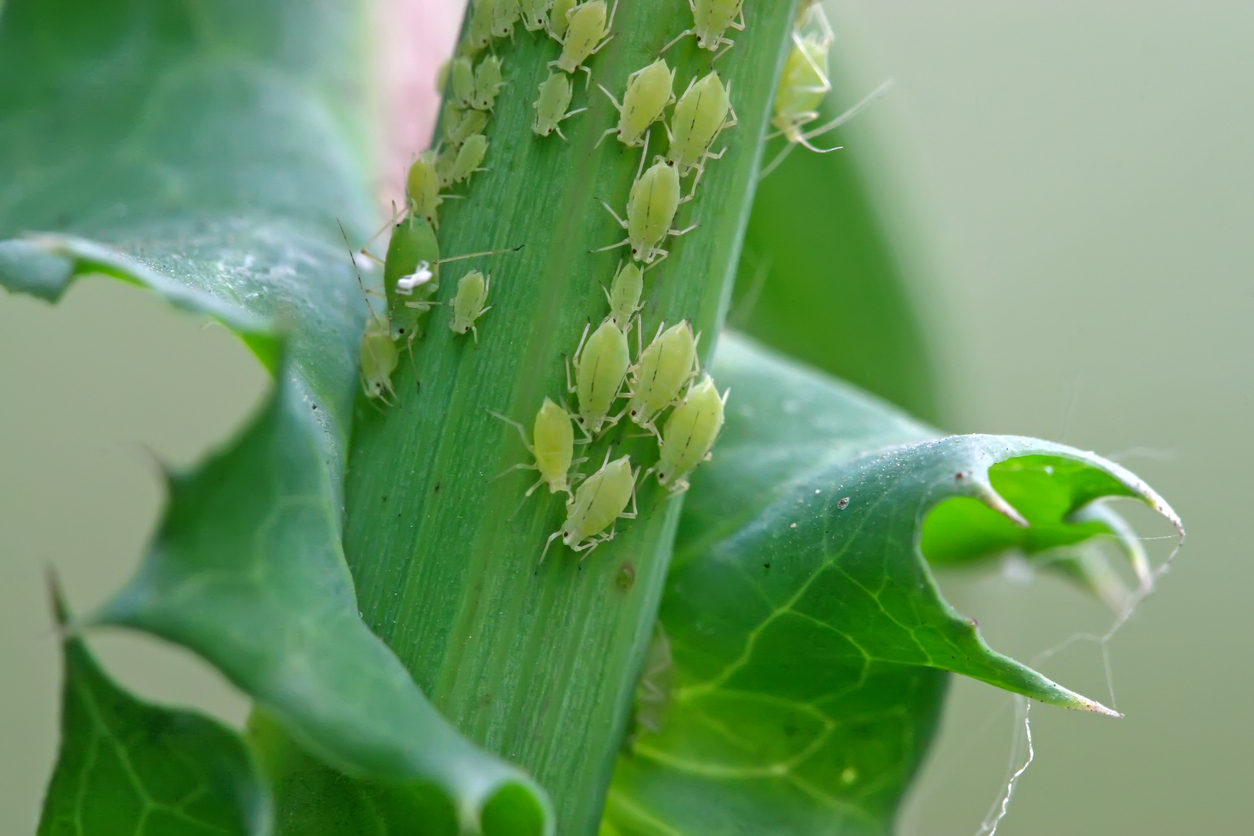 aphids