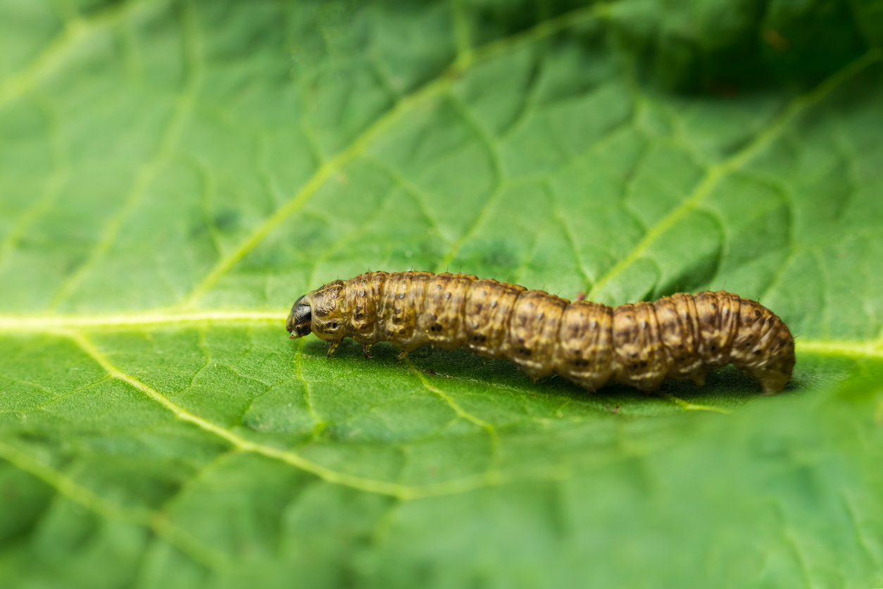 cutworm