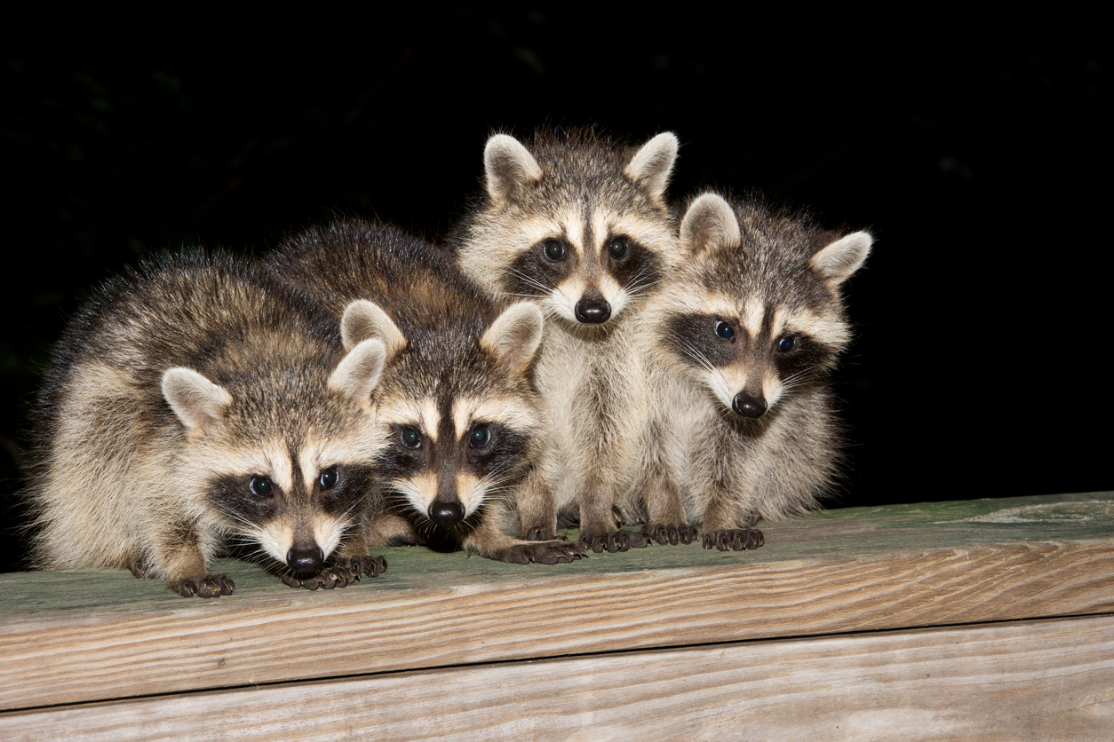Pet Raccoons? The Newest Trend in Exotic Animal Companions