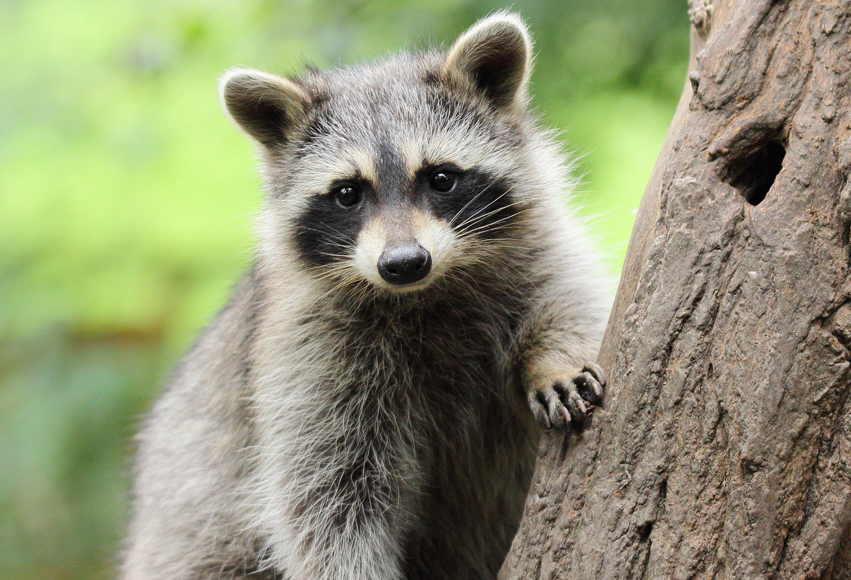 Pet Raccoons The Newest Trend In Exotic Animal Companions