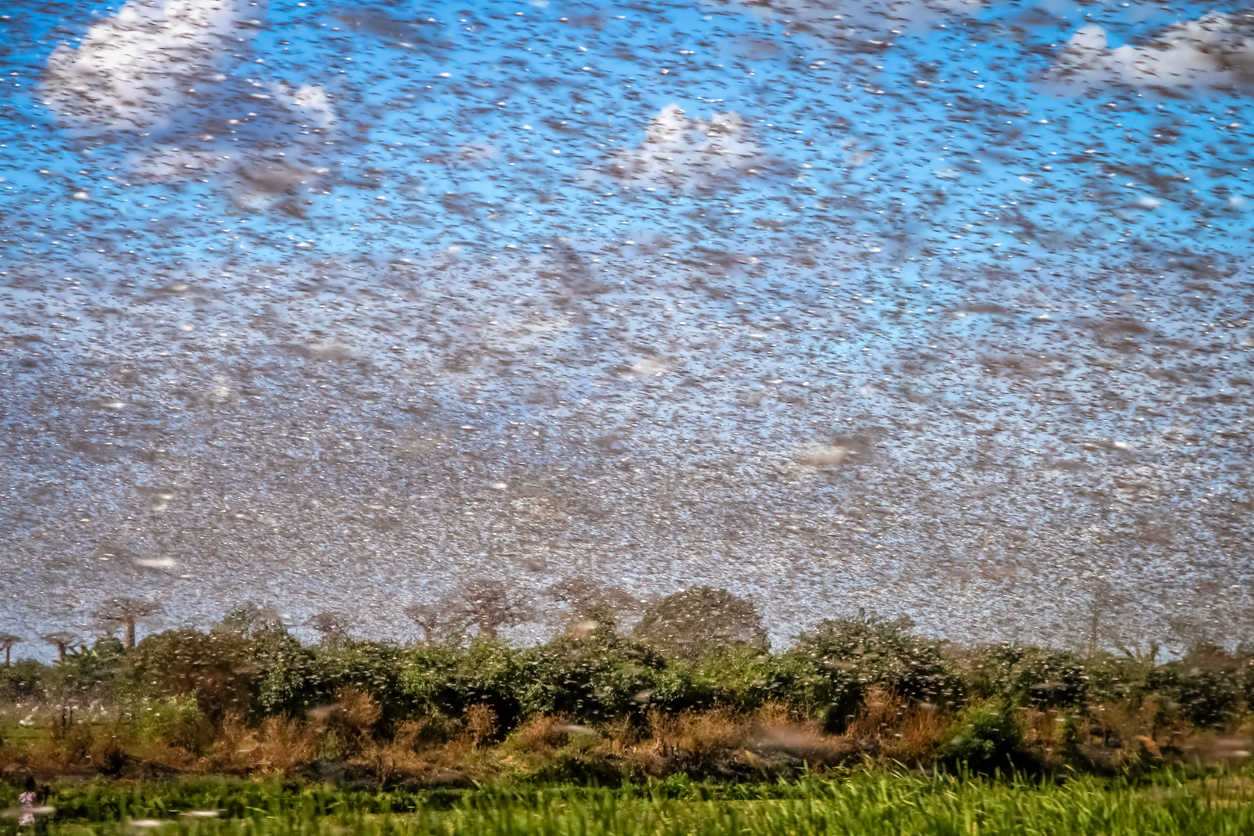 Locust vs. Grasshopper, Which Bugs Shaped America