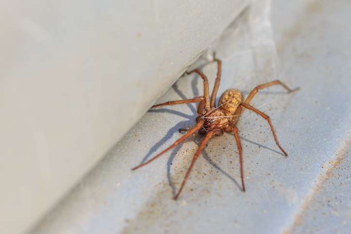 Spider Spotlight: House Spiders · ExtermPRO