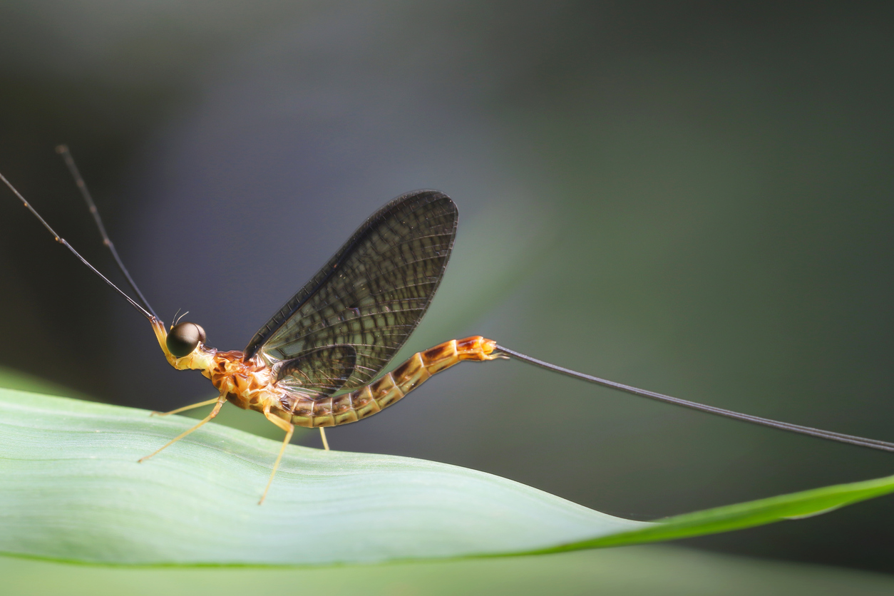 Mayflies: Where they Hatch, Why they Swarm & How Long They Live