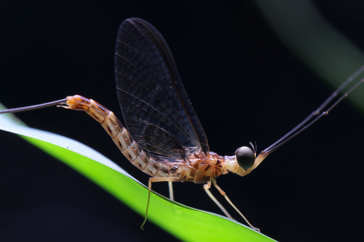 Mayfly / shadfly Spiritual Meaning And Interpretation