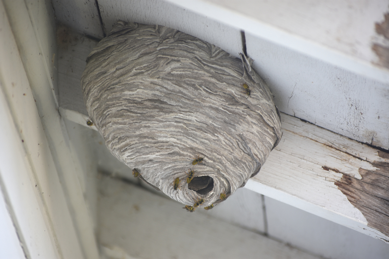 Stinging Insect Nest