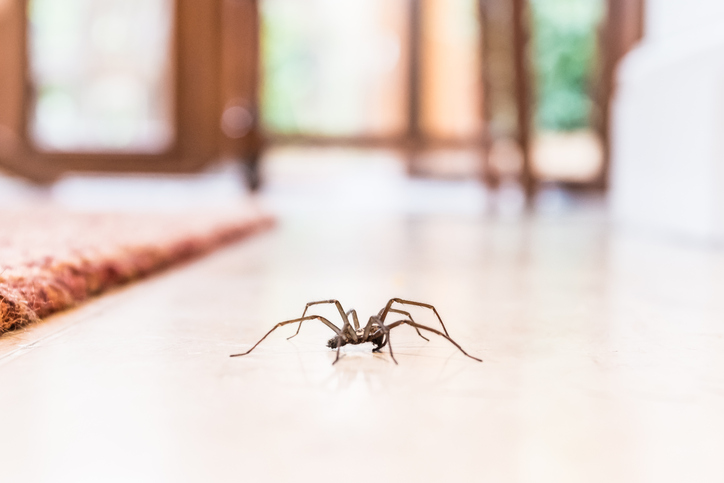 Spider exterminator discount
