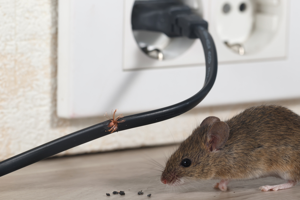 mouse chewing wire