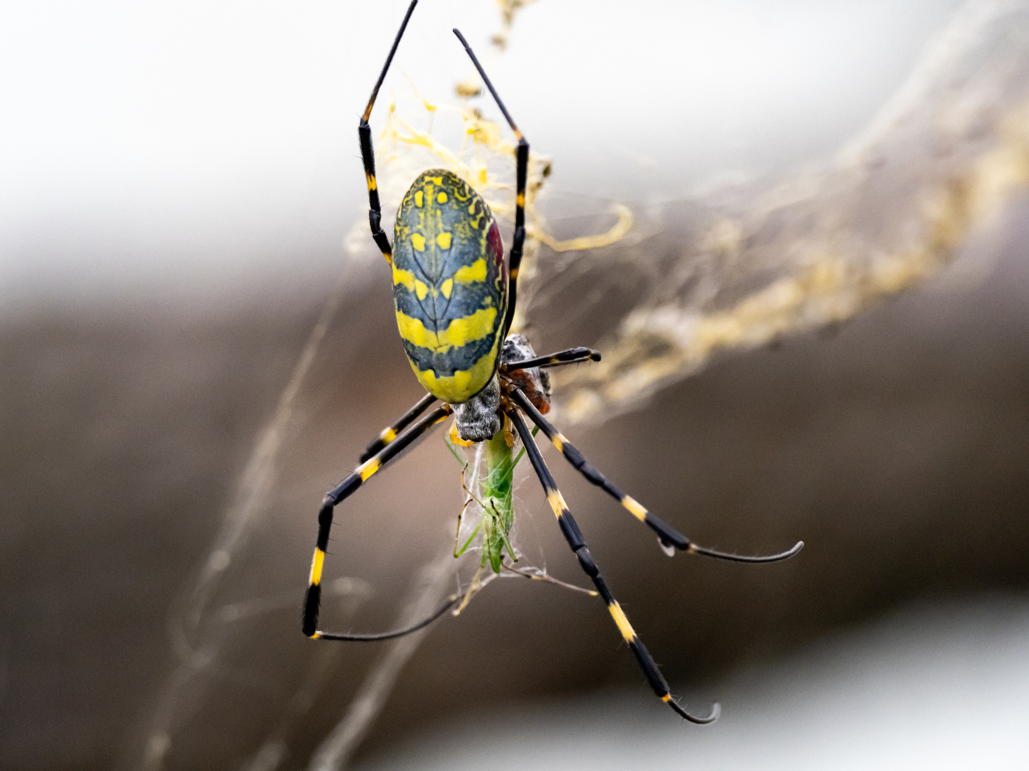 Black-legged Golden Silk Orb-web spider
