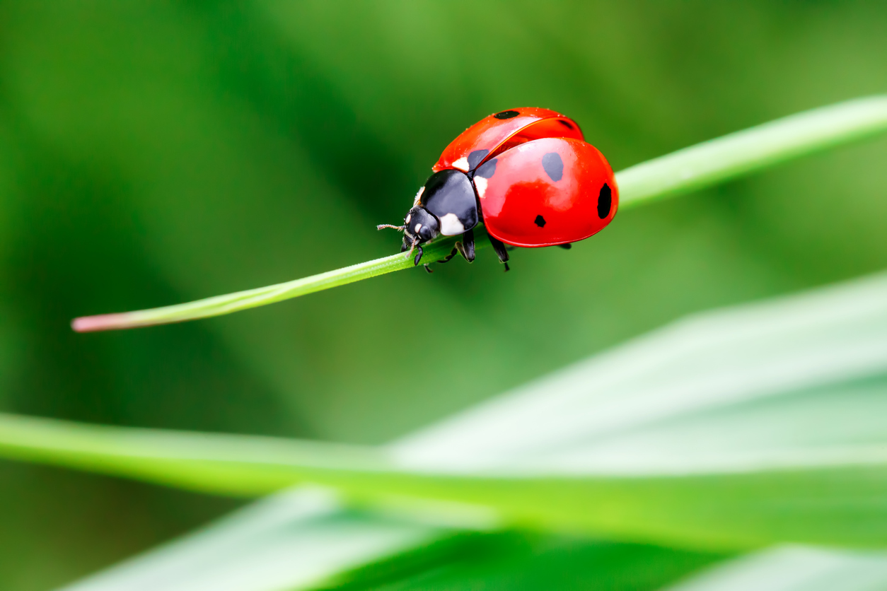 What Is a Ladybug's Life Cycle and Why Do They Return Each Spring