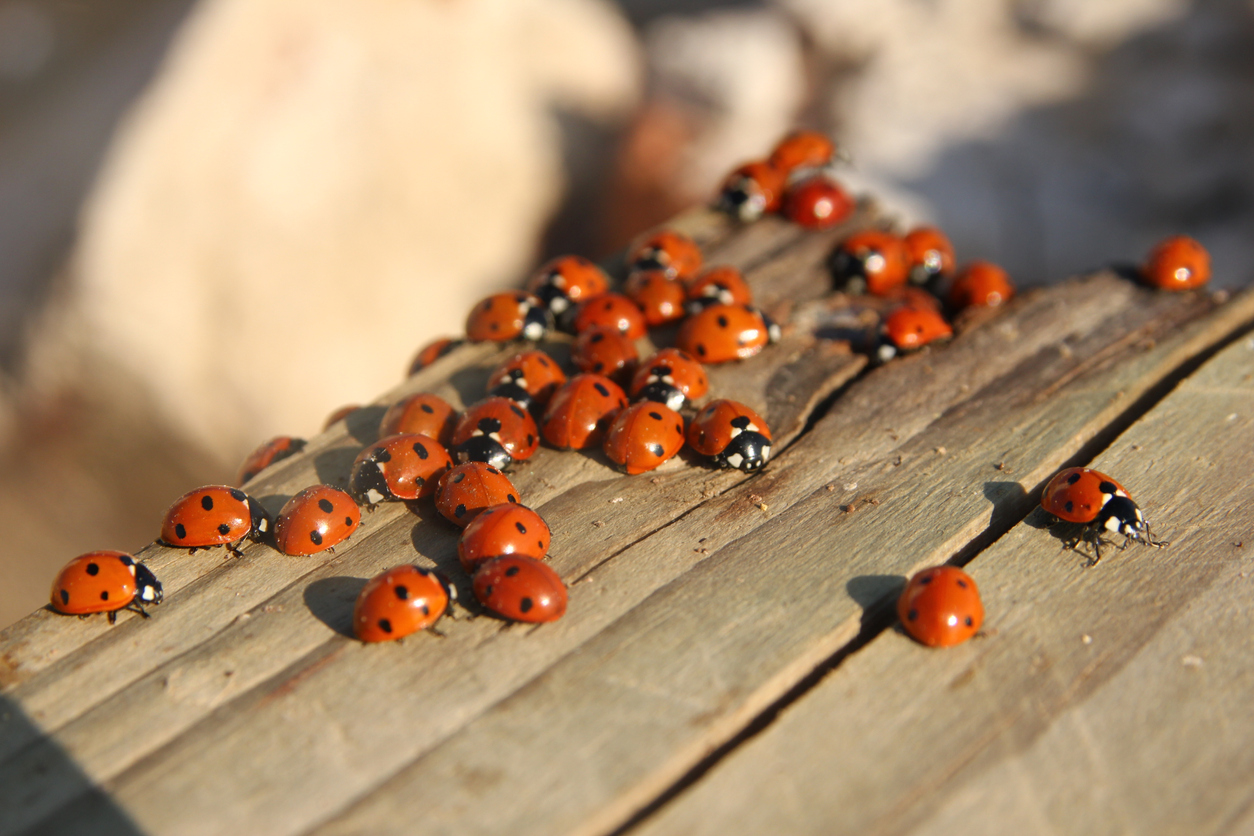 ladybugs_hero.jpg