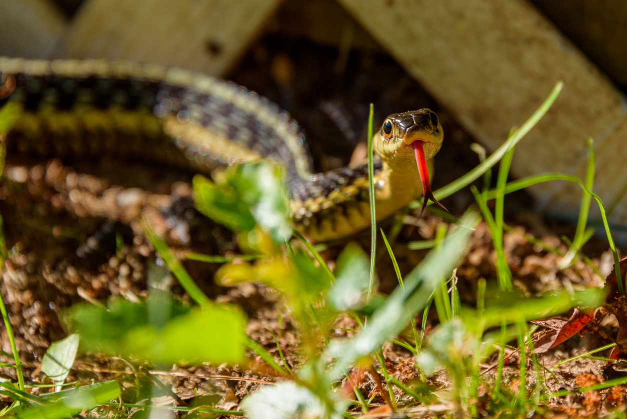 landscaping_pests_hero.jpg
