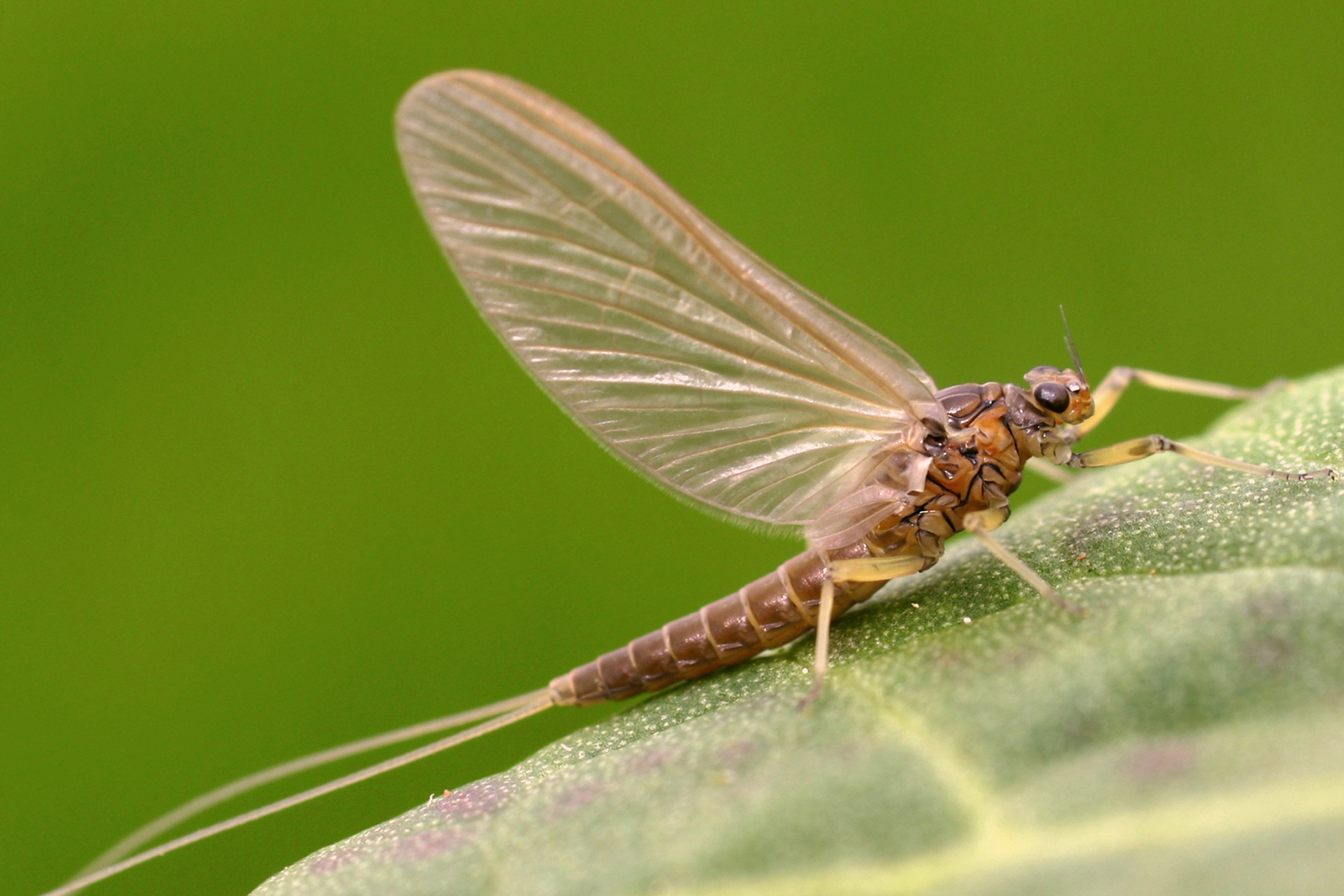 Mayflies