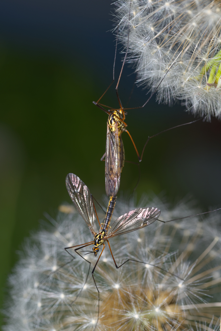 Where Do Mayflies Come From?