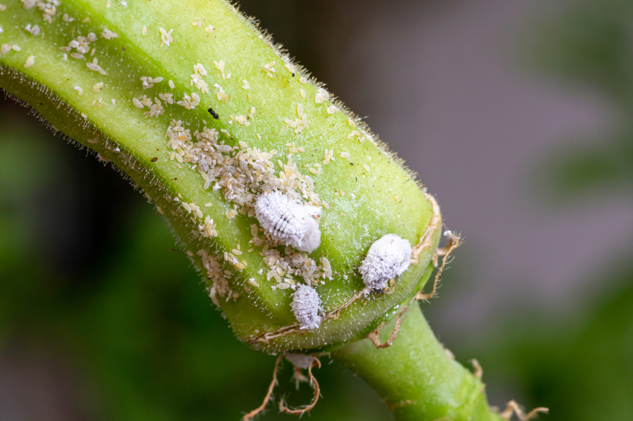 Three mealybugs gathered on a plant stem.