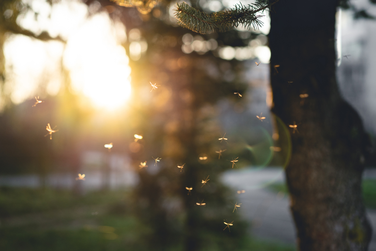 mosquito_sunset.jpg