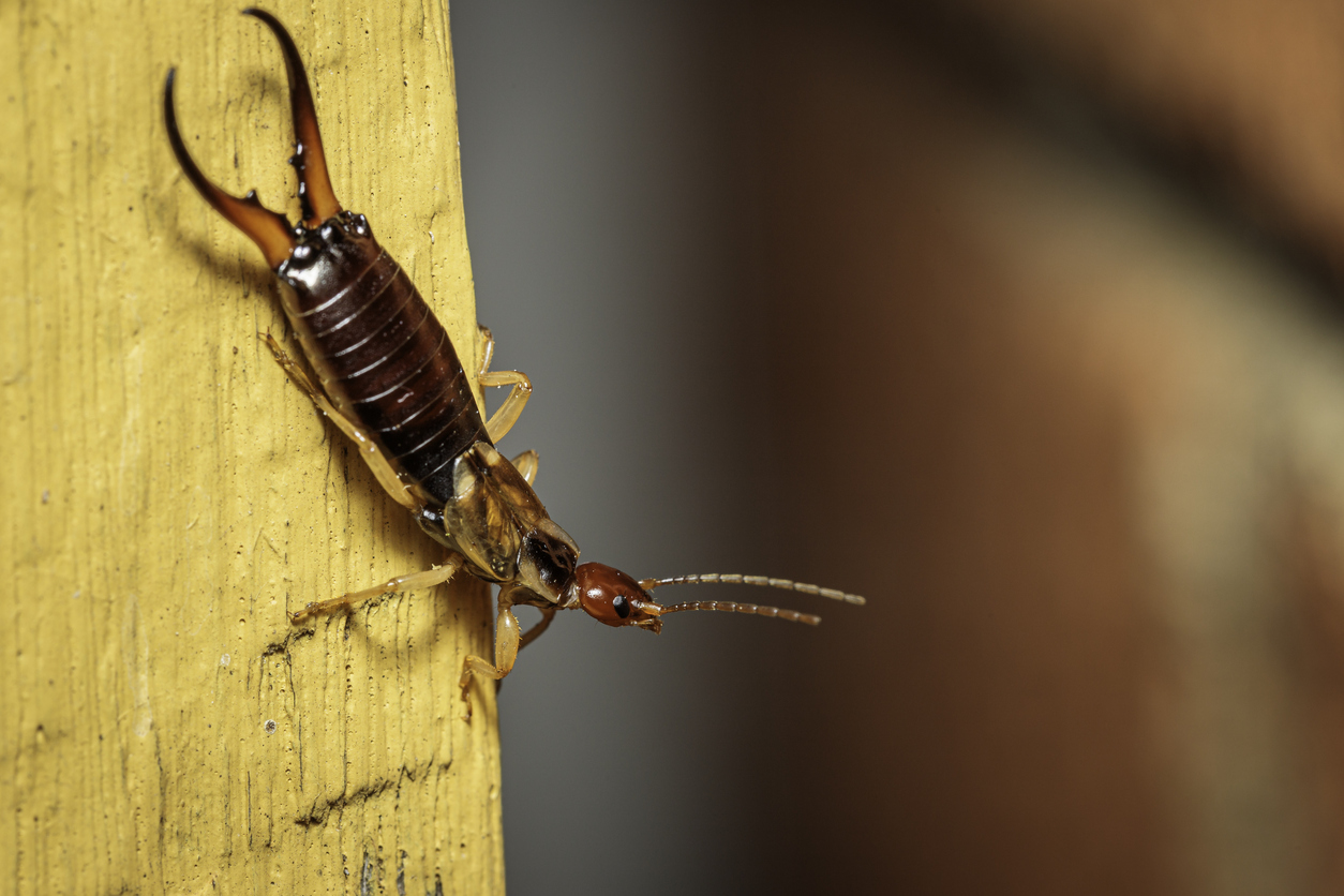 5 Common Bugs to Know When Moving to a New Home