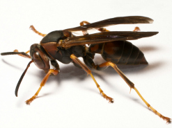 Mud Wasp Facts, Mud Wasp Control