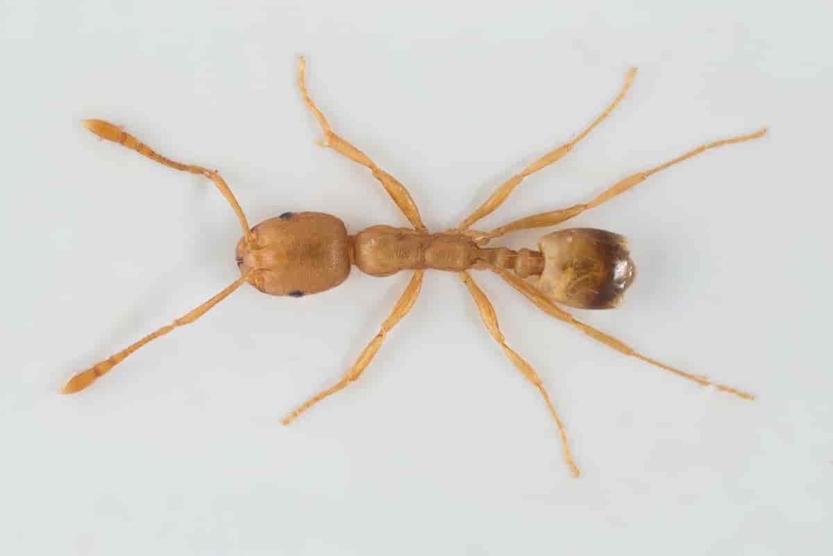 Pharaoh Ant Facts What They Eat Where They Live More