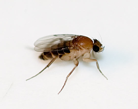 Phorid Flies