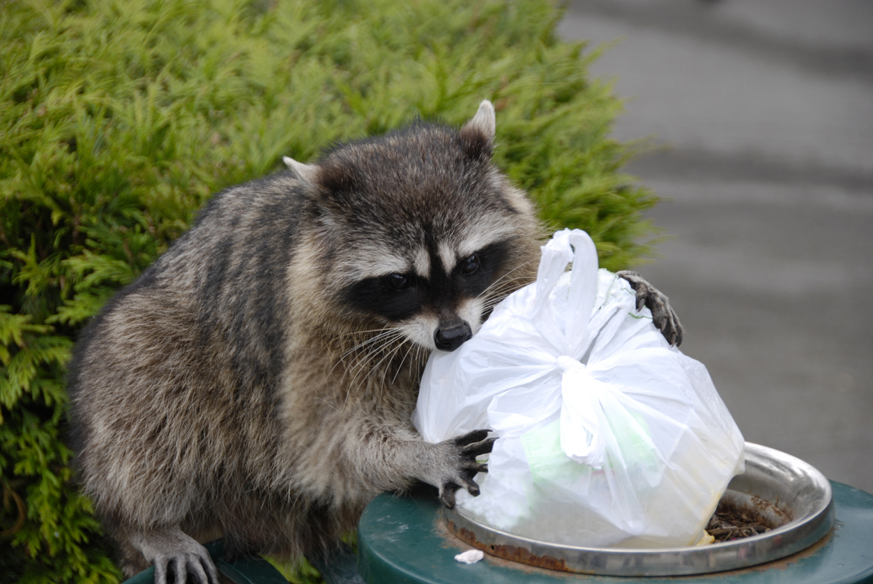 Raccoon pulling a white bag of trash out of a green trash can.
