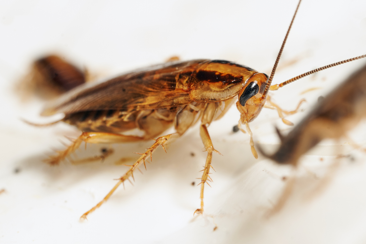 Close view of a cockroach.