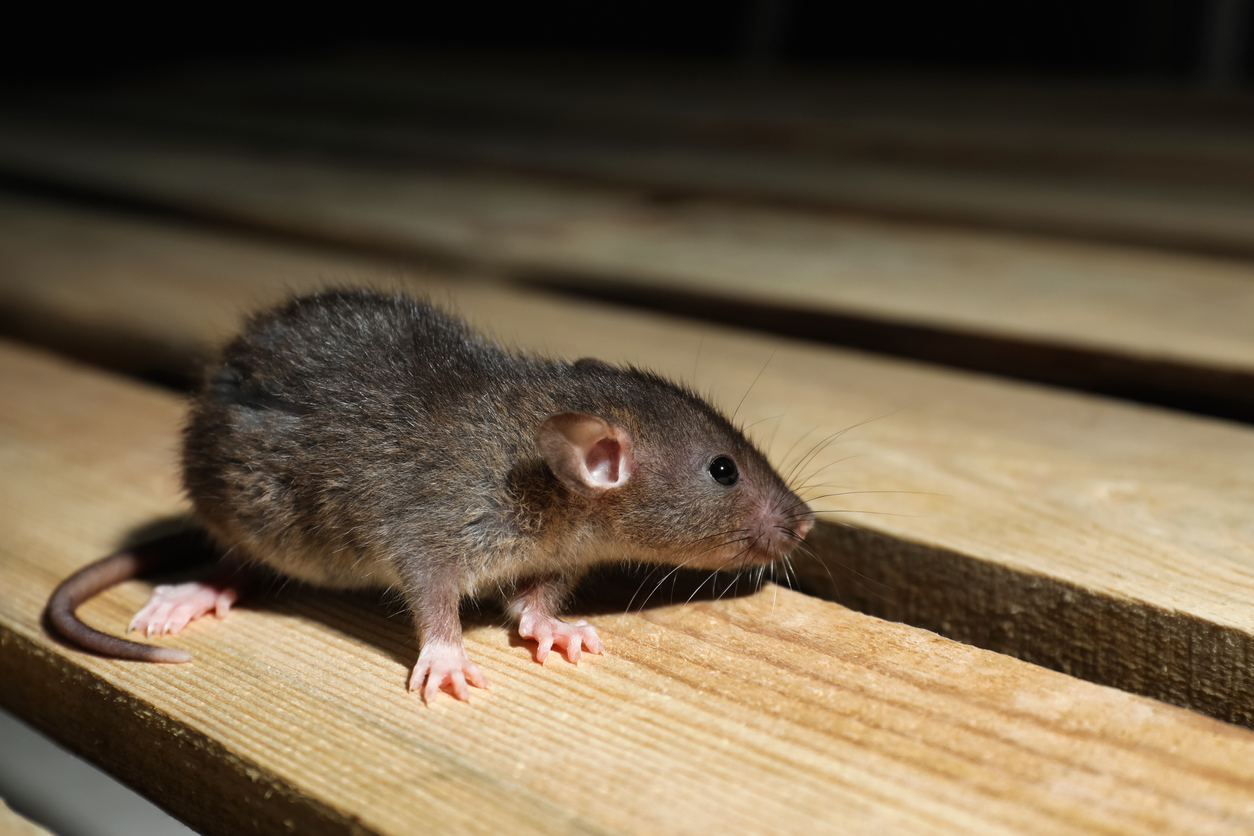 Rodent Barrier - Proofing anti-rongeurs - Ratdown