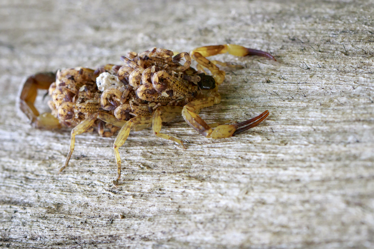 Close view of a mother scorpion with babies on her back. 