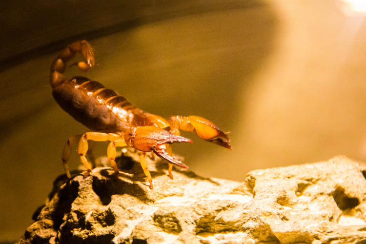 Scorpion Pest Control from Arrow Exterminators
