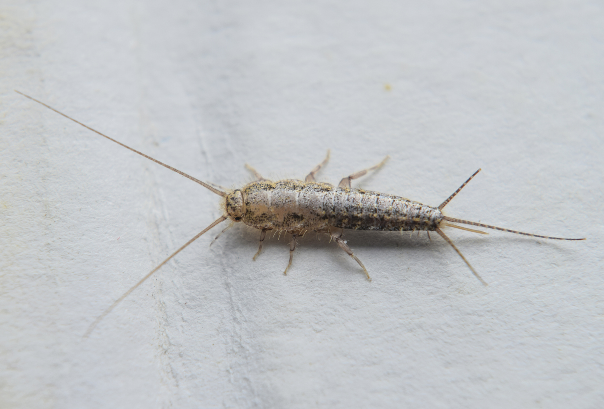 Silverfish on a textured white background.