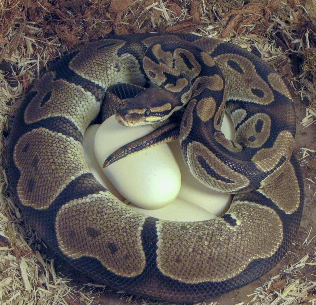 Ball python with eggs.