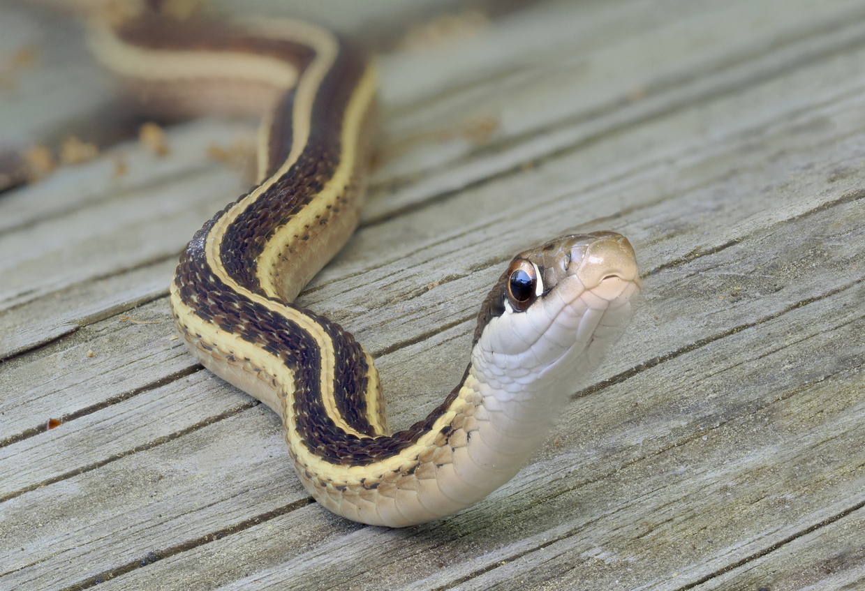 Close view of a snake.