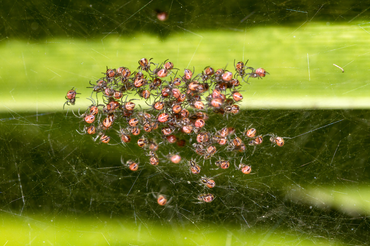 Group of juvenile spiders on a web.