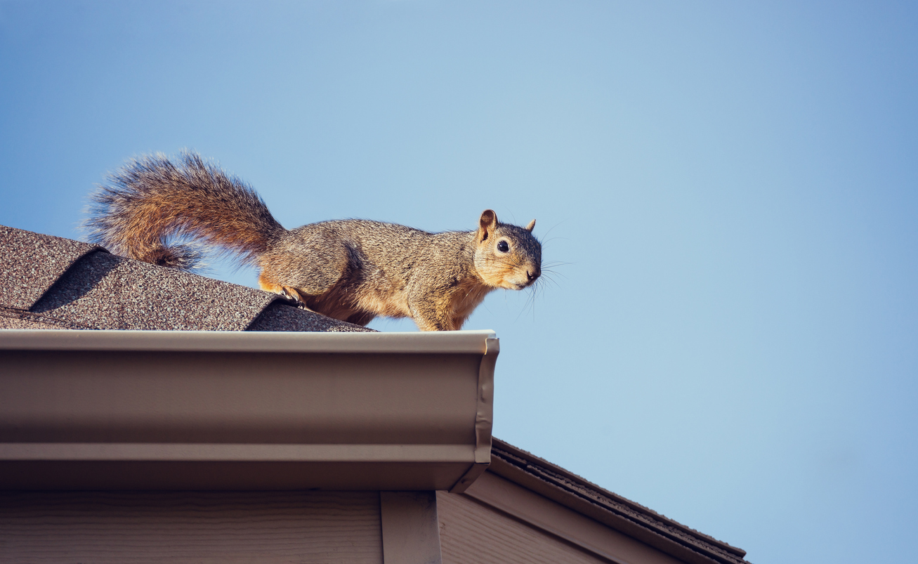 Brown squirrel perched on a roof gutter.