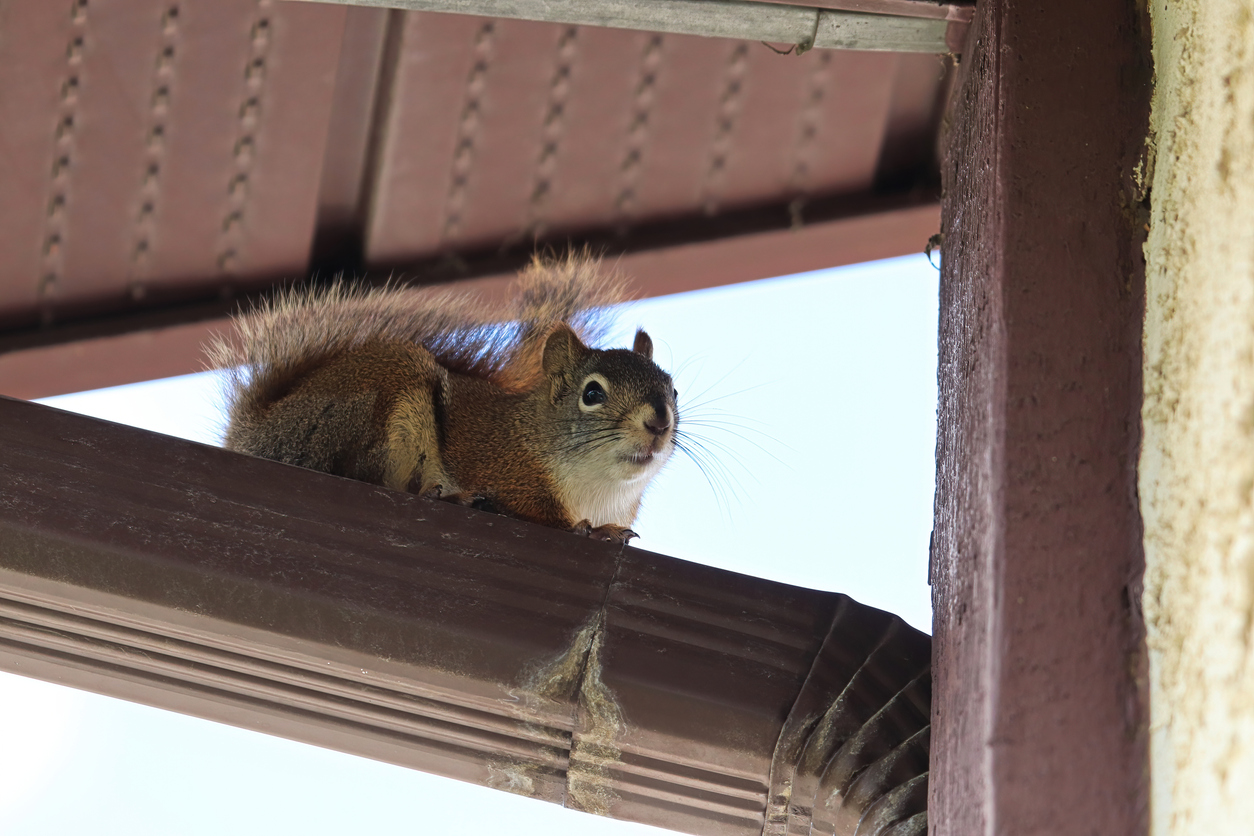 Brown squirrel perched on a gutter.
