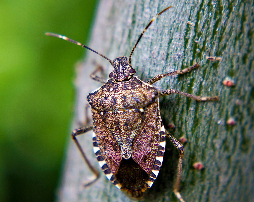 Why Do Stink Bugs Stink? - Bug House Pest Control