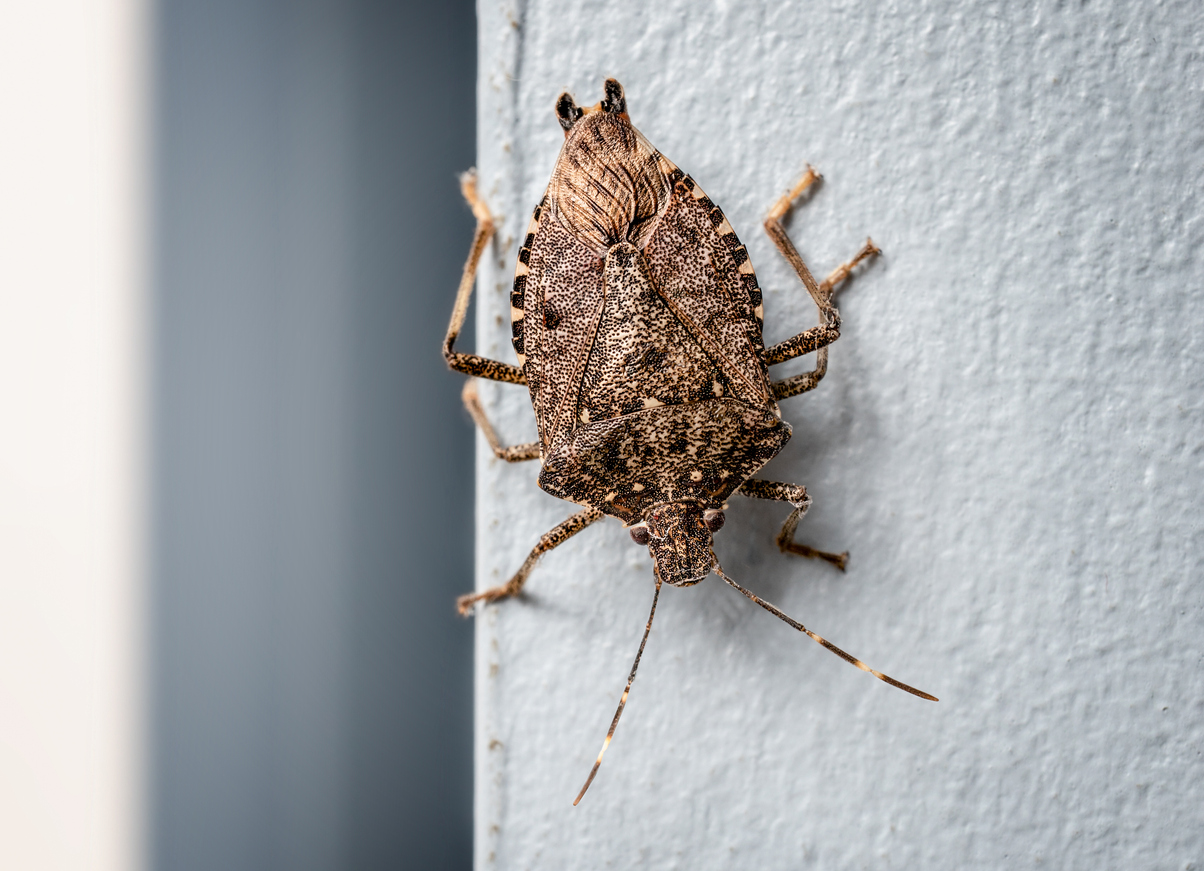 Stink bug on a white wall.