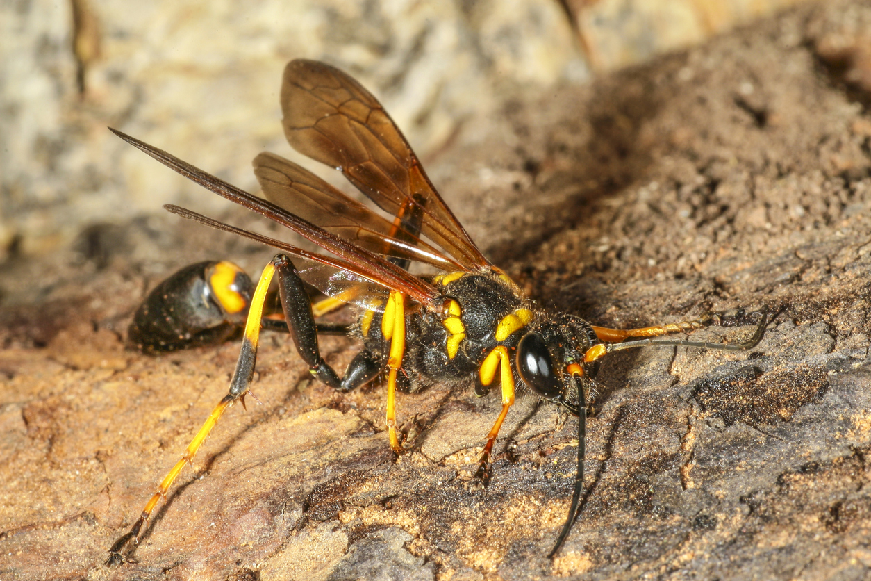 Wasp on a piece of bark.