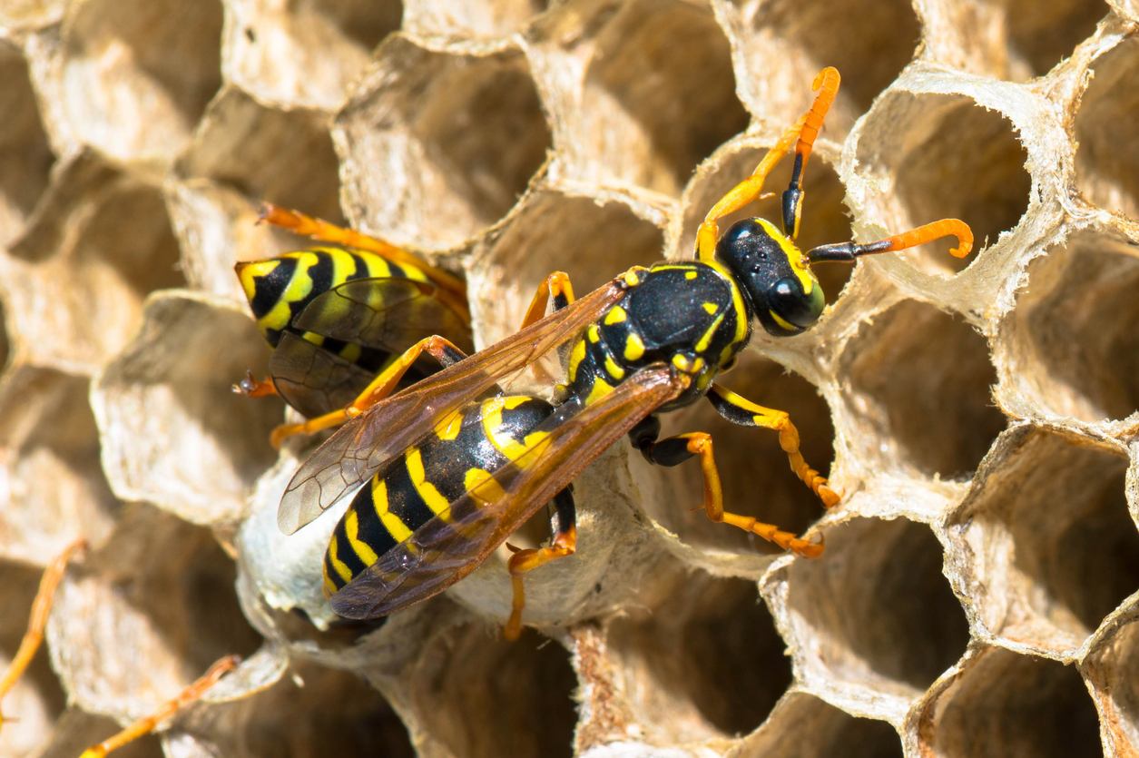 Yellow jacket on a hive.