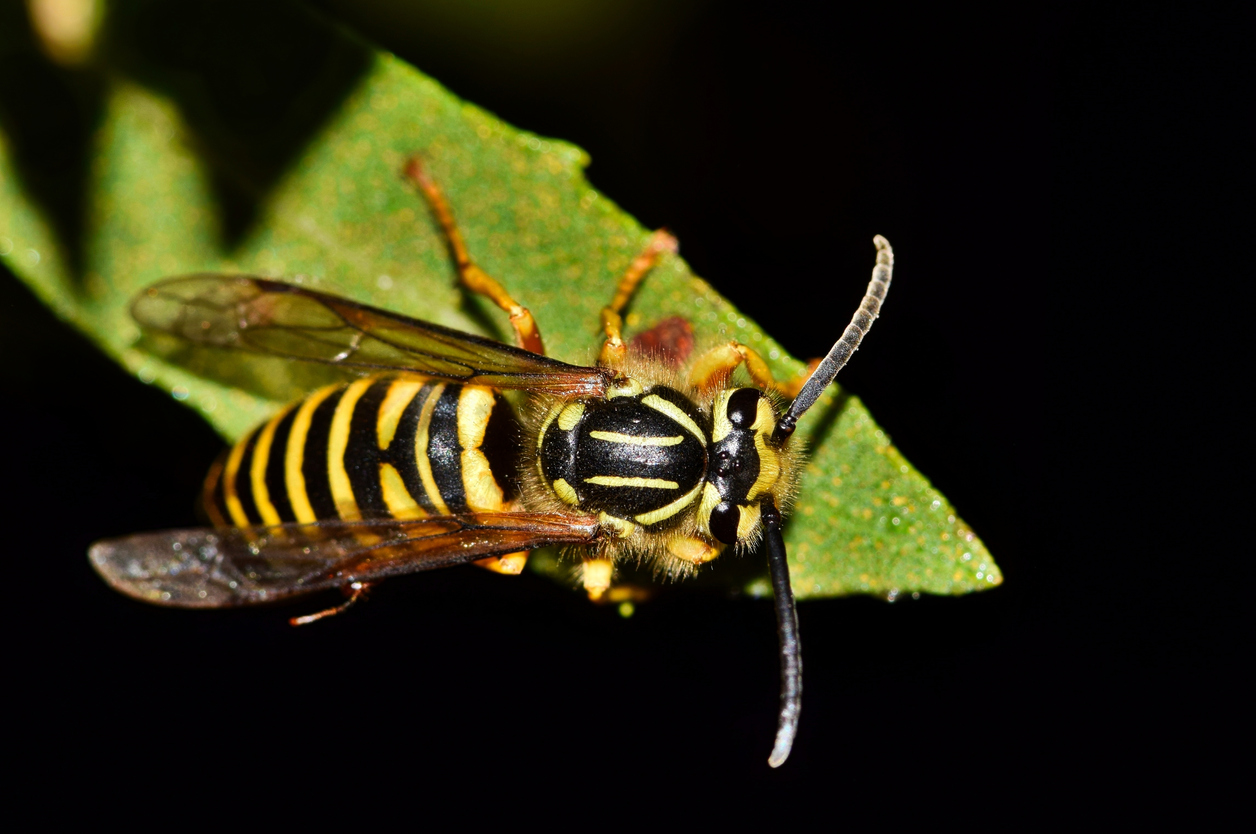 Yellow jacket on a leaf.